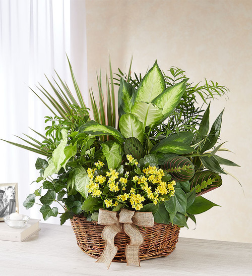 European Sympathy Dish Garden