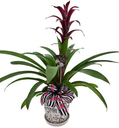 Bromeliad Planter - Large