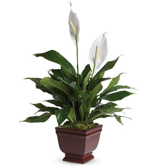 Lovely One Spathiphyllum Plant