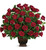 Rose Tribute