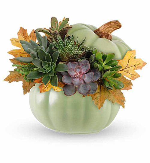 Sage Pumpkin Succulent Garden