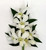 Create a Custom Dendrobium Orchid Wrist Corsage (Select Color)